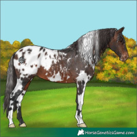 Horse Color:White Spotted Brown Appaloosa 