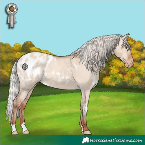 Horse Color:White Spotted Silver Sable Champagne Dun Appaloosa 