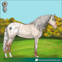 Horse Color:White Spotted Silver Sable Champagne Dun Appaloosa 