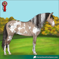 Horse Color:White Spotted Sable Champagne Dun 