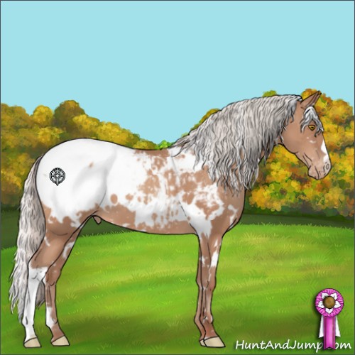 Horse Color:White Spotted Silver Sable Champagne Appaloosa 