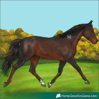 Horse Color:Liver Chestnut 