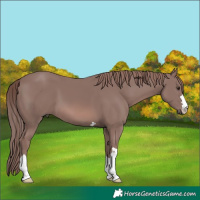 Horse Color:Platinum Chestnut 