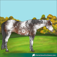 Horse Color:White Spotted Brown 