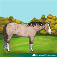 Horse Color:Bay Roan Sabino Splash 
