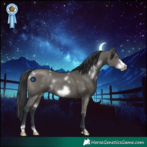 Horse Color:White Spotted Grullo Frame Rabicano 