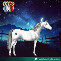 Horse Color:Brown Dun Sabino Rabicano