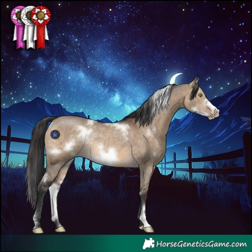 Horse Color:White Spotted Brown Dun Frame Rabicano 