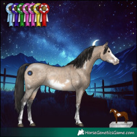 Horse Color:Brown Dun Sabino Frame Rabicano