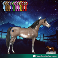 Horse Color:Brown Dun Sabino Frame Rabicano 