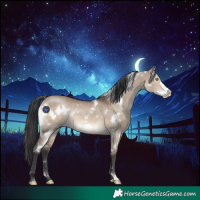 Horse Color:White Spotted Brown Dun Frame Rabicano 