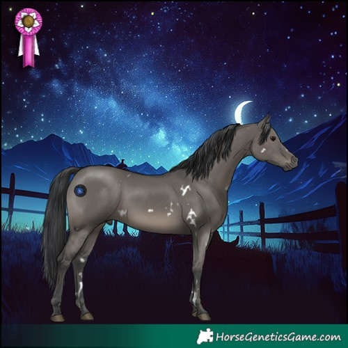 Horse Color:White Spotted Grullo Rabicano