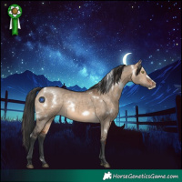 Horse Color:White Spotted Brown Dun Frame Rabicano