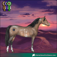Horse Color:Brown Dun Sabino Rabicano 