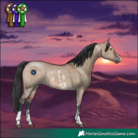 Horse Color:Brown Dun Sabino Rabicano 