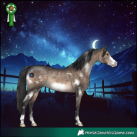 Horse Color:White Spotted Brown Dun Frame Rabicano 