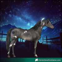 Horse Color:White Spotted Grullo Rabicano 