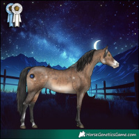 Horse Color:White Spotted Brown Dun Frame Rabicano 