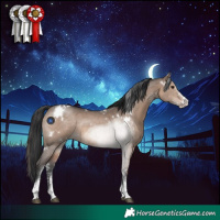 Horse Color:White Spotted Brown Dun Sabino Rabicano 