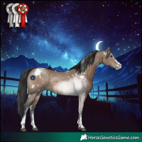 Horse Color:White Spotted Brown Dun Sabino Rabicano