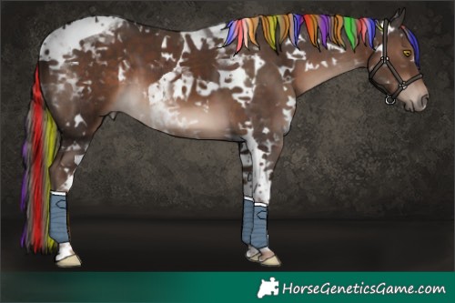 Horse Color:Painted White Spotted Liver Chestnut Mushroom Tobiano 