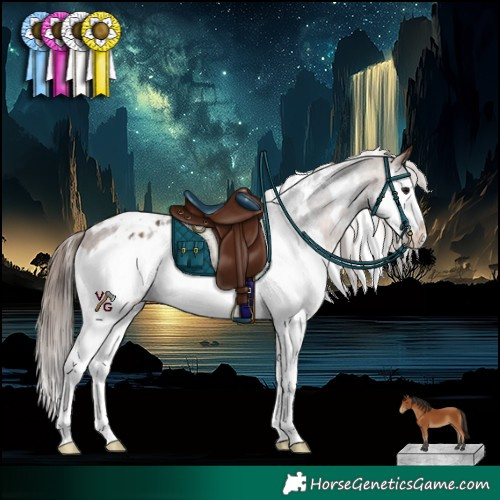 Horse Color:White Spotted Bay Splash Appaloosa 