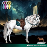 Horse Color:White Spotted Bay Splash Appaloosa 