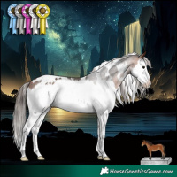 Horse Color:White Spotted Bay Splash Appaloosa 
