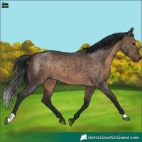 Horse Color:Brown Dun 