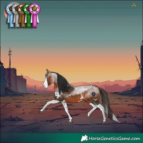 Horse Color:White Spotted Bay Splash 