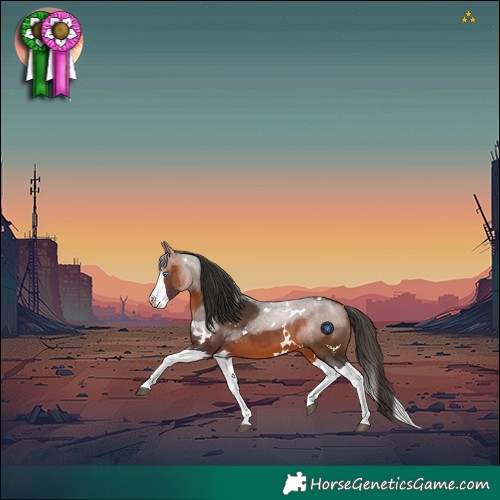Horse Color:White Spotted Bay Splash 
