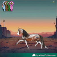 Horse Color:White Spotted Bay Splash 