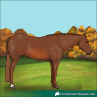 Horse Color:Chestnut 
