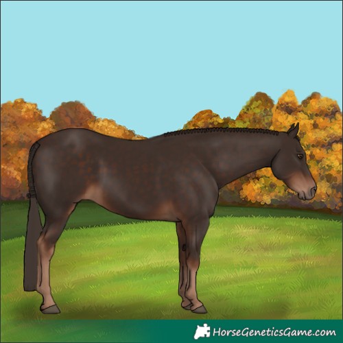 Horse Color:Liver Chestnut