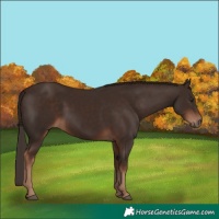 Horse Color:Liver Chestnut