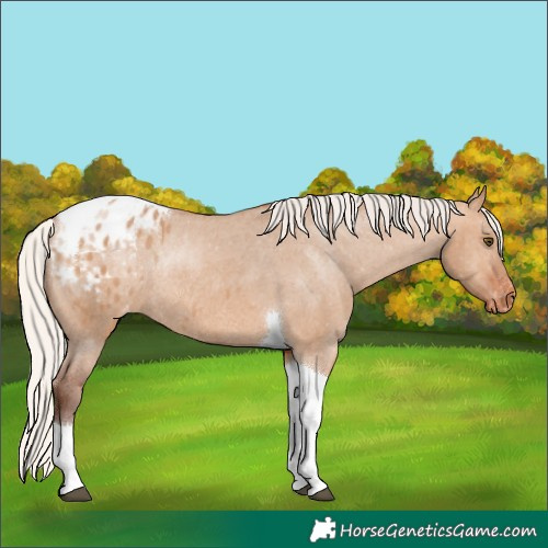 Horse Color:Silver Bay Dun Tobiano Appaloosa Rabicano