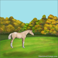 Horse Color:Silver Buckskin Pearl Appaloosa 