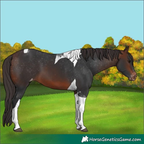 Horse Color:Brown Tobiano Appaloosa 