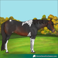 Horse Color:Brown Tobiano Appaloosa 