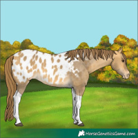 Horse Color:Buckskin Dun Tobiano Appaloosa