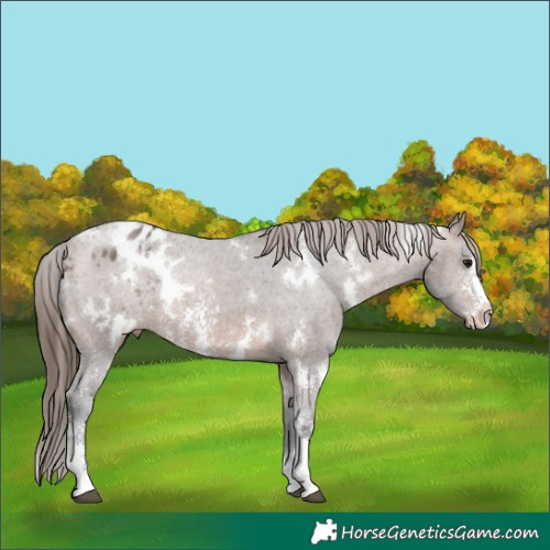Horse Color:White Spotted Brown Sabino Appaloosa Rabicano 