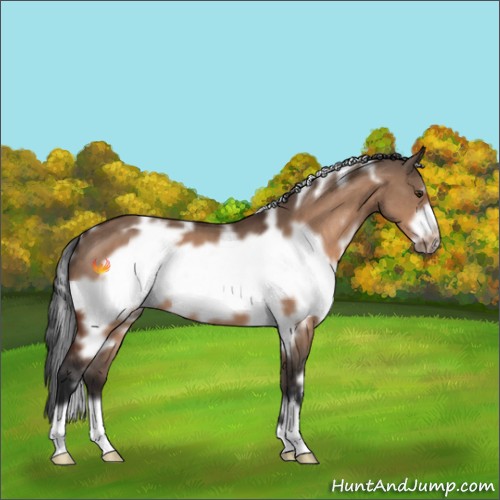 Horse Color:White Spotted Brown Dun Frame 