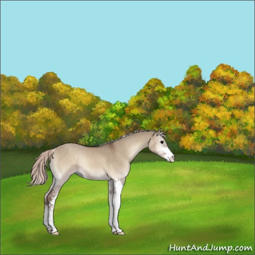 Horse Color:Silver Grullo Onyx Sabino 