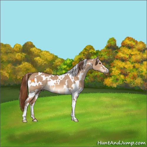 Horse Color:White Spotted Red Dun 