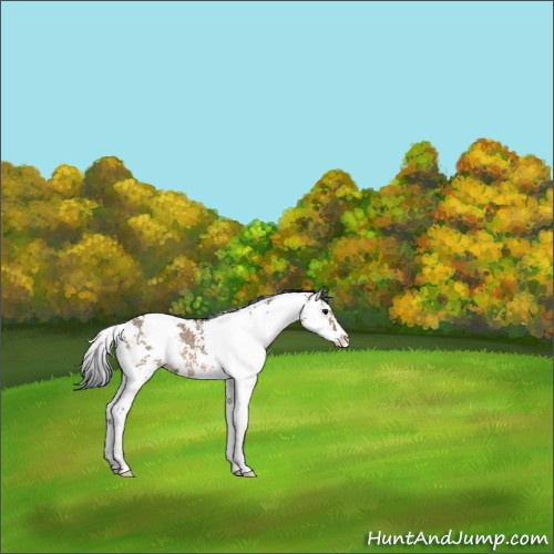 Horse Color:Brown Dun Sabino 