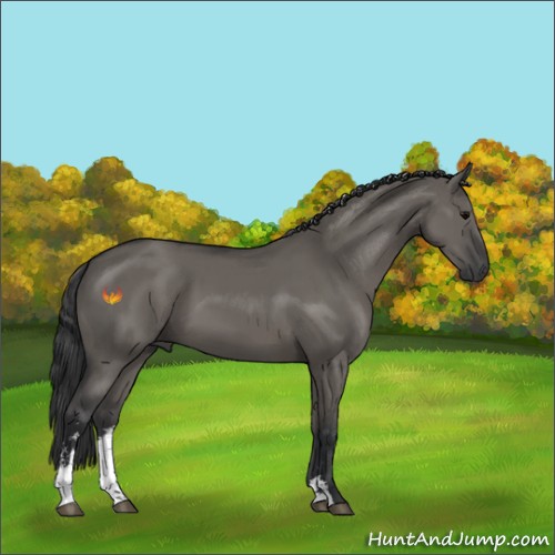 Horse Color:Grullo Sabino 