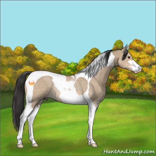 Horse Color:Bay Dun Sabino Tobiano Rabicano 