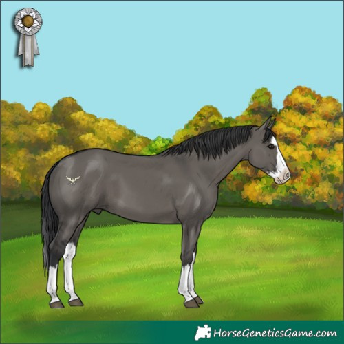Horse Color:Grullo Sabino Splash 