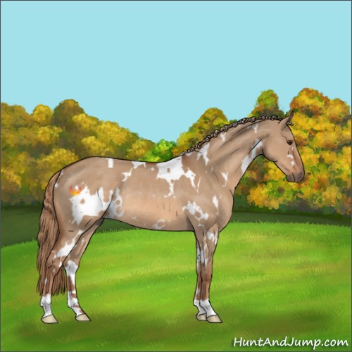 Horse Color:White Spotted Red Dun Rabicano 