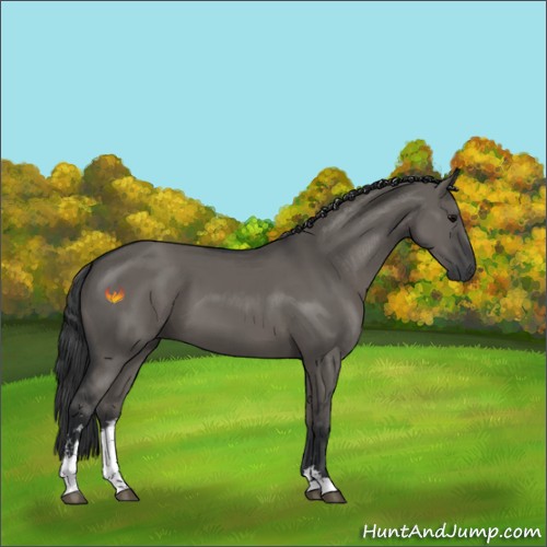 Horse Color:Grullo Sabino 